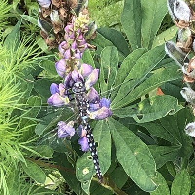 Dragonfly on a Lupine 6/15/2020 taken by Julie Nielsen on Charlotte St in Pullman