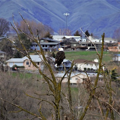 This Bald Eagle was seen watching over Clarkston. Taken February 15, 2020 by Mary Hayward.