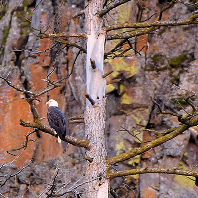 Lichens on basalt cliffs provide an unusual backdrop for an eagle on the far side of the Grande Ronde River. Photo by Stan Gibbons on 11/10/2022.