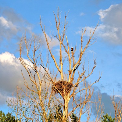 This photo of a large bald eagle's nest was taken by Leif Hoffmann (Clarkston, WA) on May 14, 2022 outside of Prescott when driving back to the LC Valley from the Tri-Cities area. The eagle and the bird's nest was clearly visible right off Washington State Route 124.