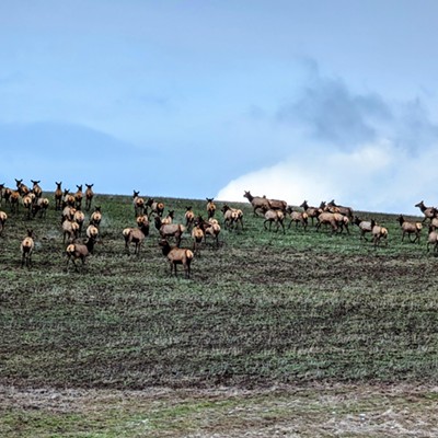 A huge herd of elk were passing through March 3rd at 3:45 PM near Buffalo Hump on highway 8. I had to pull over and admire their beauty and the abundance of the herd.