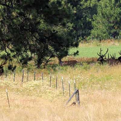 Stan Gibbons spotted these elk who had found a shady respite from a hot July sun at the edge of the Blue Mountains in Asotin County. Some are hard to see but there are at least six elk in the photo. 
Date: 7/12/2023.