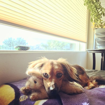 Our puppy, Enzo Money, with his beloved bunny. Photo by Erin Kolb of Lewiston.