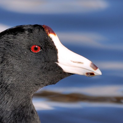 'Eye of Coot' An American Coot poses for its profile at Kiwanis Park in Lewiston. Photo by Stan Gibbons of Lewiston on 1/30/2012.