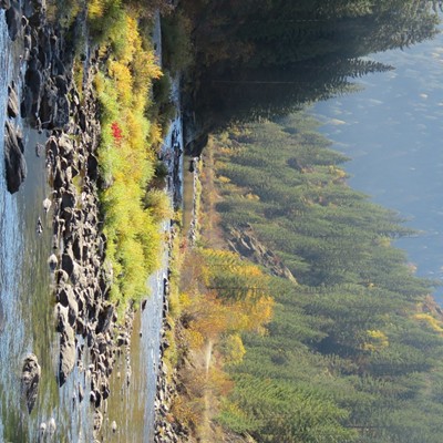 Fall foliage dots the banks of the North Fork Clearwater River, between Bungalow and Kelly Forks.  Le Ann Wilson snapped the photo from Road #250 on October 16.