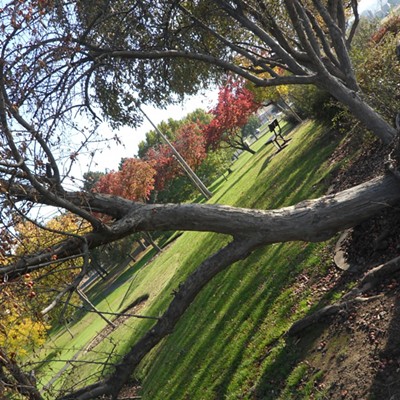 Fallen tree at Kiwanis Park after windstorm