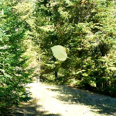 The falling leaf was captured when taking a picture of the trail behind it.