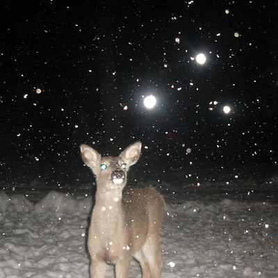 A yearling white-tailed deer enjoys an early March snowfall on Moscow Mountain. Judy Tackett snapped the photo (the big snowflakes glow because of the flash).