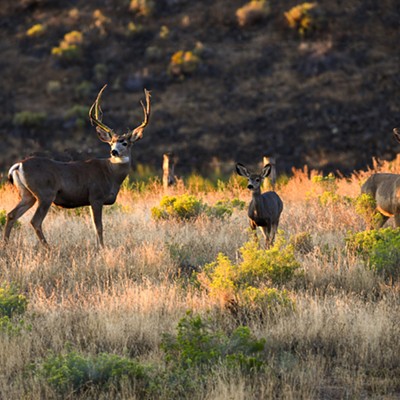 Early morning light lends itself well to this family of deer.  Lewiston, Idaho