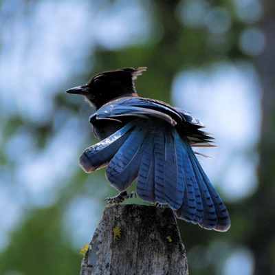 Stan Gibbons was able to capture this fantastic view of a Steller's jay tail at Fields Spring State Park on 6-3-2020
