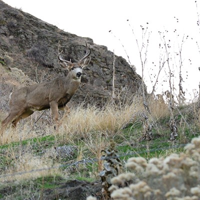 As I was driving back home from the Snake River canyon, this buck mule deer got my attention from a hill side close to the road. He seemed to care less that I was watching from less than 100ft. away as I had to coax  him to get his attention. 
I think his mind was more on food and does than being concerned about me.
11/24/2021    By Jerry Cunnington