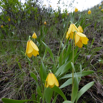 First flowers of spring: Yellow Bells blooming along the Clearwater