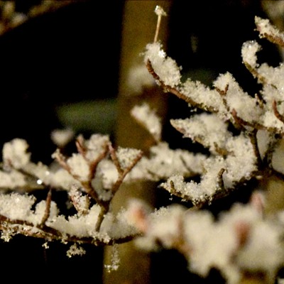 Serene view of branches and succulents being dipped in snowflakes.
    
    Photos taken January 13, 2020
    Ok Riverview Blvd, Clarkston, Wa
    Diana (Grosvenor) Wells