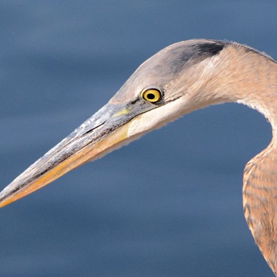 Poised like a snake ready to strike, a Great Blue Heron watches for fish at a pond in Kiwanis Park in Lewiston. Narrow faces and bulbous eyes help give herons the binocular vision they need to catch their prey. Photo by Stan Gibbons of Lewiston on&nbsp;Oct. 15, 2015.