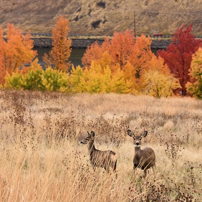 Hells Gate State Park provides a ribbon of color for a background behind two deer last October 20. Photo by Stan Gibbons.