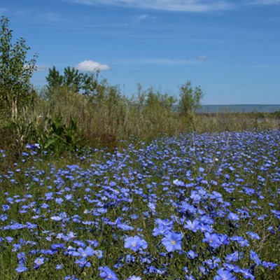 Wild blue flax bloomed in abundance this year on the eastern side of Mann Lake. Photo by Stan Gibbons on 5-29-2018.