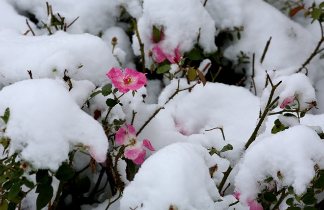 Flowers in Snow