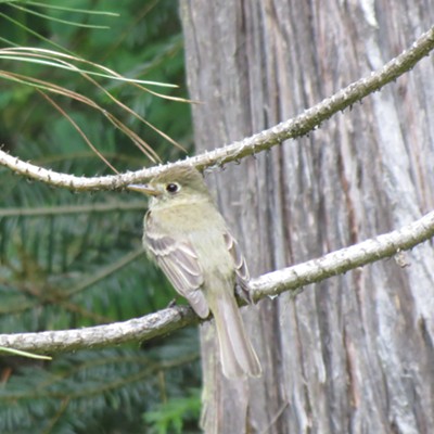 A Cordilleran flycatcher resting between eating gnats on Moscow Mountain. Taken July 1, 2017 along Gnat Creek by Betsy Bybell.