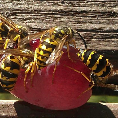 I found a grape covered with four bees. Taken September 2015 in Clarkston. Photographer Mary Hayward of Clarkston.