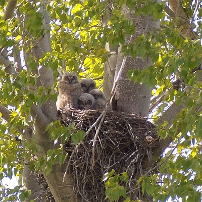 Four Great Horned owl babies in a nest