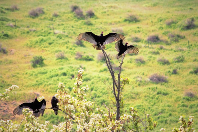 Four Turkey Vultures