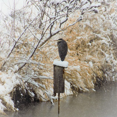 This Blue Heron was spotted sitting on top a bird house in the little pond on the Lewiston side and in front of the canoe art work. It was snowing very heavily but he didn't seem to mind. Taken February 20, 2019 by Mary Hayward of Clarkston.