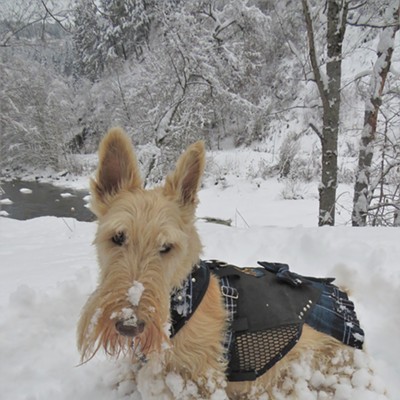 Finlay, a kilt-clad, wheaten Scottish terrier, rests for a moment following a snowy, midday romp. Finlay was enjoying the wintry weather with his "mom", Le Ann Wilson. The frosty photo was taken December 20 in Orofino.