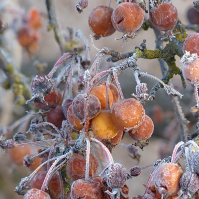 Frosty crab apples on the Palouse. Dec 10, 2017 by Sarah Walker. Near Moscow