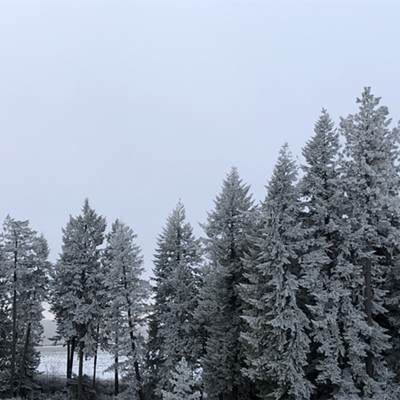 The calm of the morning is demonstrated by fog frozen trees on Burnt Ridge Road near Troy. Photo by Karen Purtee, Moscow, on Tuesday, January 19, 2021.