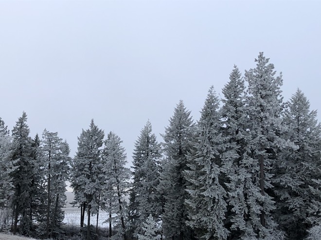 frozen trees.jpeg