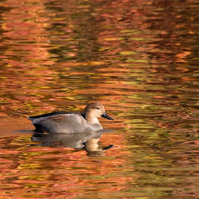 Subtle plumage of a gadwall duck is upstaged by the reflections in a Lewiston levee pond. Photo by Stan Gibbons on 10-23-2019.