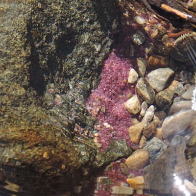 Tiny purple garnets can be seen settled together in a depression at the bottom of Emerald Creek near Clarkia, Idaho, on May 11, 2019. Photo by Keith Gunther of Moscow.