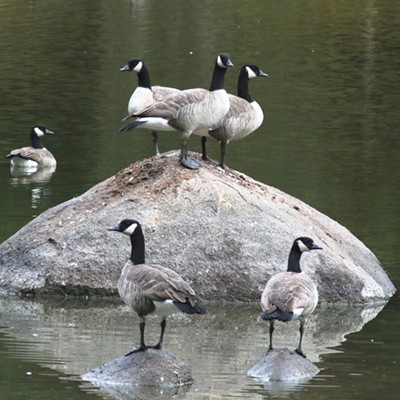 Canada geese (Branta canadensis) see to is that every direction is covered except they missed me taking the photo at Winchester Lake, Oct. 29, 2018. Photographer: Nan Vance