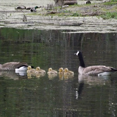 Two geese with five baby gosling. Taken at Tunnel Pond, near Orofino