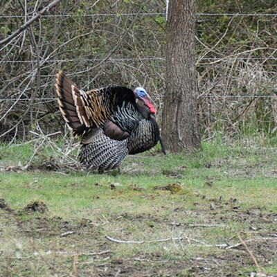 This turkey was found on Asotin Creek February 2016 Photographer Mary Hayward of Clarkston.