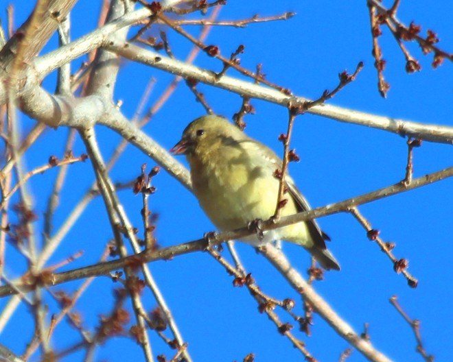 Goldfinch eating buds