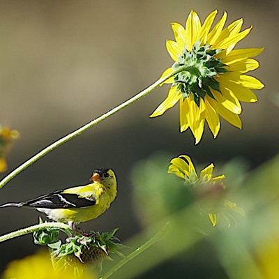 Goldfinch, on high alert, perched among sunflowers
    Image exposed August 7, 2020 in Clarkston, Asotin County
    Photographer&#151;bridger barnett
    
    Flocks of goldfinches feed on native sunflowers. This one just arrived.