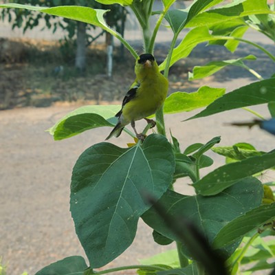 Finch peaking through kitchen window