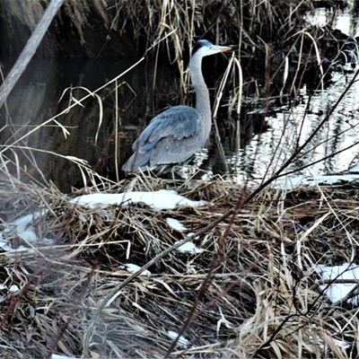 This Great Blue Heron flew right behind a moose and landed in Paradise Creek in downtown Moscow and started hunting for fish on Monday, March 1, 2021.  Courtesy of Keith Gunther