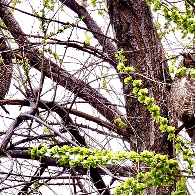 Great horned owl parents perched in a tree keeping tabs on their offspring. Taken near the Southway bridge on 4/19/22.