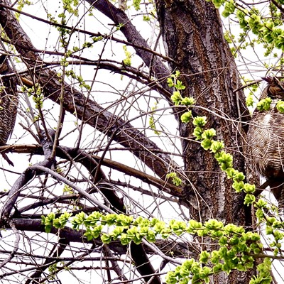 Great horned owl parents supervising the fledging.