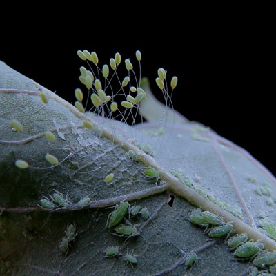 Green lacewing eggs