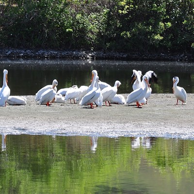 Pelicans are an interesting bird. They like to gather together and visit and groom their feathers. These are Northern White Pelicans that migrate to California and the Gulf of Mexico after breeding.