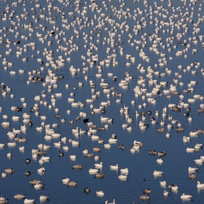 Hundreds of migrating snow geese rest at Mann Lake on October 27. Photo by Stan Gibbons.