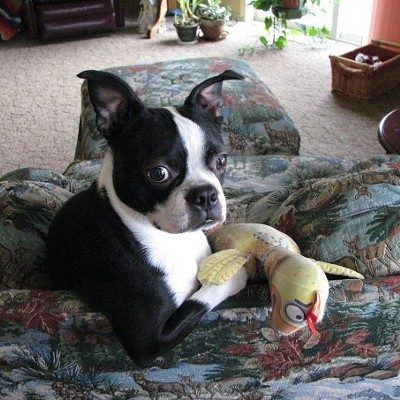 We lost our Gussie at 13 1/2 year old on Jan. 17, 2017. He was one of many Boston Terriers over the years and we loved him dearly.