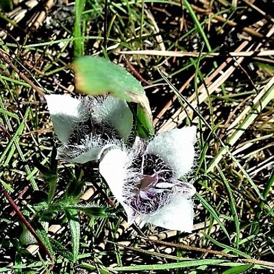 A favorite spring wild flower photographed by Judy Tackett May 28, 2017, on Moscow Mountain.