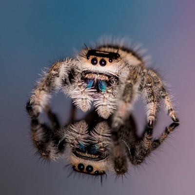 Charlotte, my photogenic little pet Jumping Spider, wishes everyone a Happy Halloween!
    
    1. Photo taken on October 25, 2020.
    2. Taken in my home in Pullman, WA.
    3. Name of photographer: Ken Carper.
    4. N/A No people in the photograph.