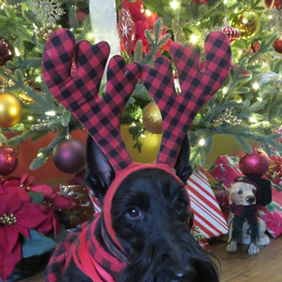Willa Peace, a four-year-old Scottish terrier, is sitting pretty beneath the Christmas tree,dressed in her best buffalo check. This black beauty shares her happy, holiday home with Stewart and Le Ann Wilson of Orofino. Le Ann Wilson captured Willa's sassy "scottitude" on December 11.
