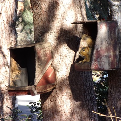 happy squirrel