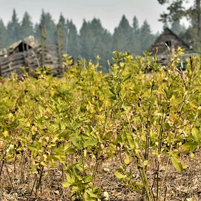 These yellow buds created a pretty picture despite the lack of rain in the area. Picture taken over Labor Day Weekend on McCormick Ridge.